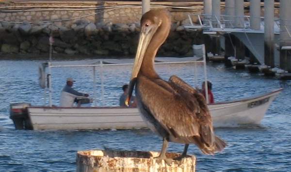 Brown Pelican