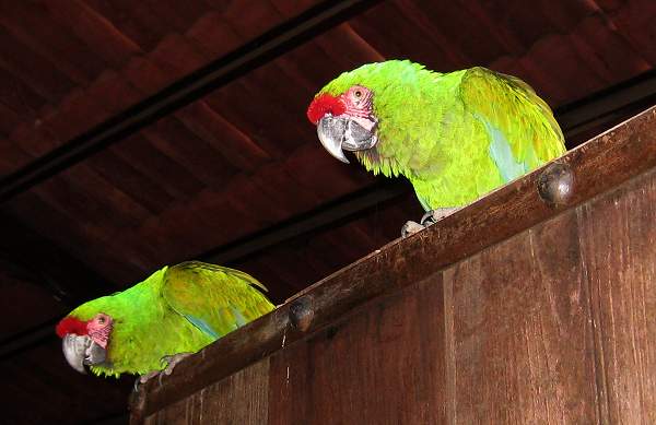 Parrots