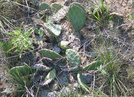 Cacti