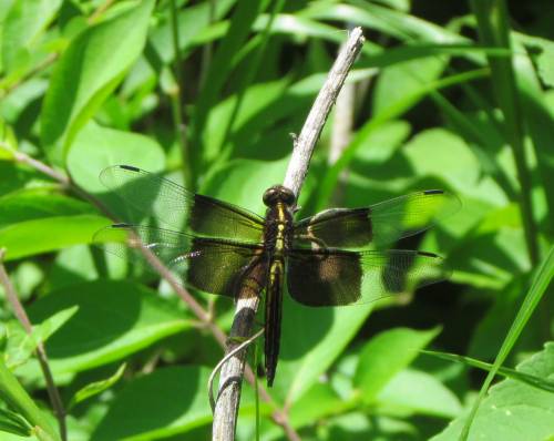 Dragonfly