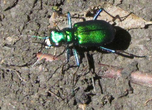 Tiger Beetle