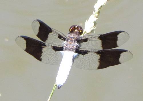 Dragonfly