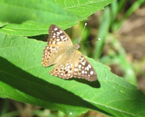 Butterflies