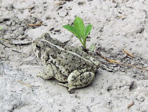 American Toad