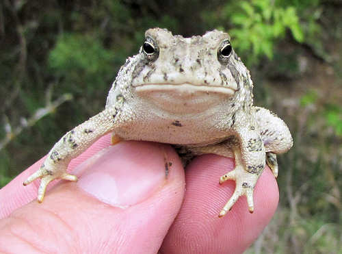 American Toad