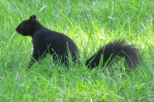 Black Squirrel