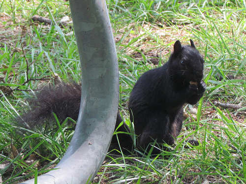 Black Squirrel