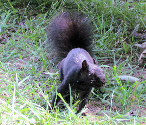 Black Squirrel