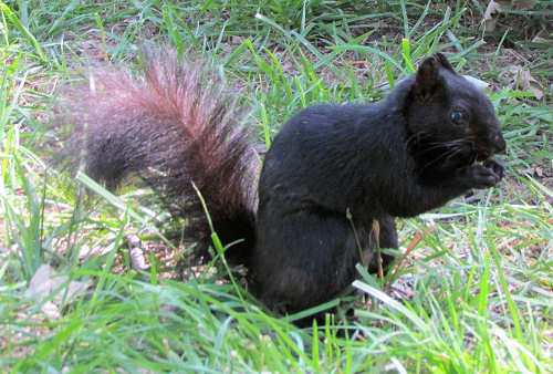 Black Squirrel