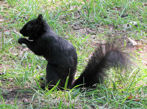 Black Squirrel