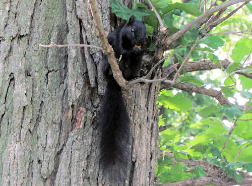 Black Squirrel