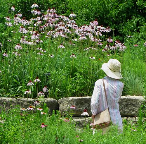 University Gardens