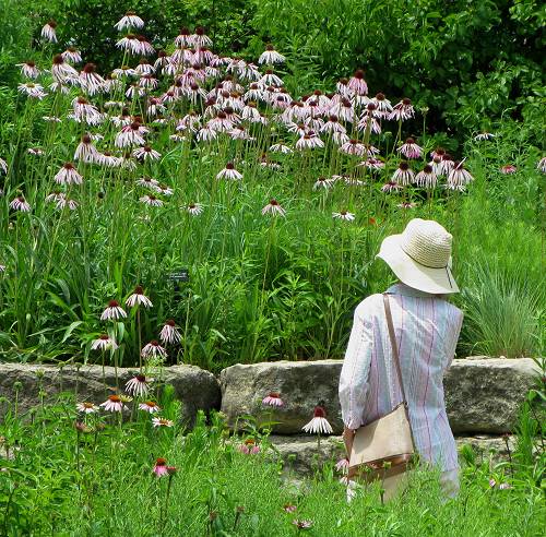 University Gardens