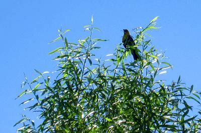 Yellow Headed Black Bird