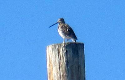 Wading Bird