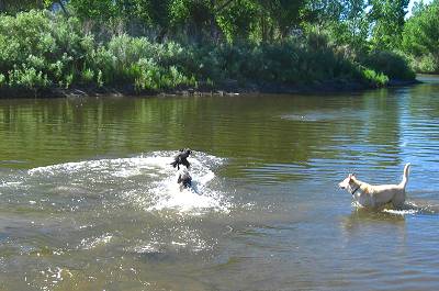 Swimming