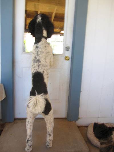 Standard Poodle