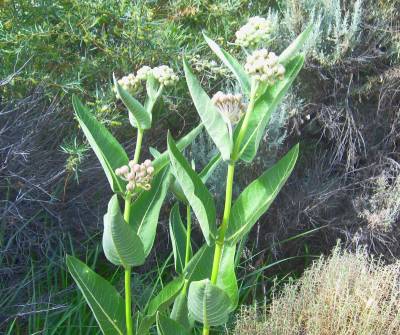 Milkweed