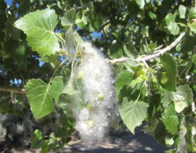 Cottonwood