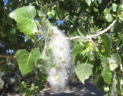 Cottonwood