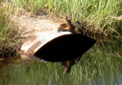 Western Pond Turtle