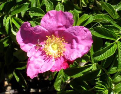 Rugosa