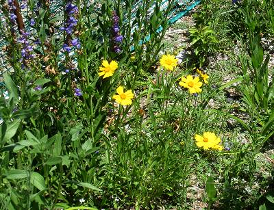 Wild FLowers