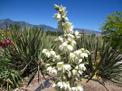 Adam's Needle Yucca