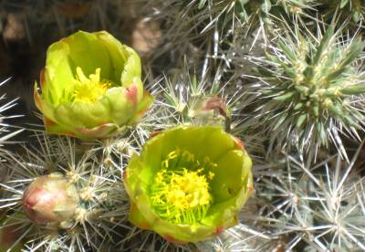 Cacti