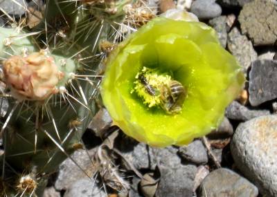 Cacti