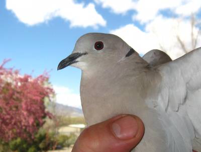 Ring Necked Dove