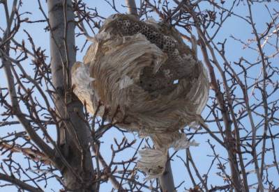 Nest