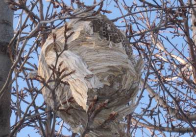 Nest