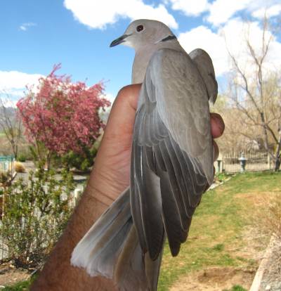 Ring Necked Dove