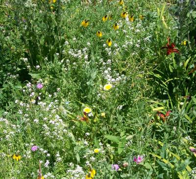 'Wild' FLowers