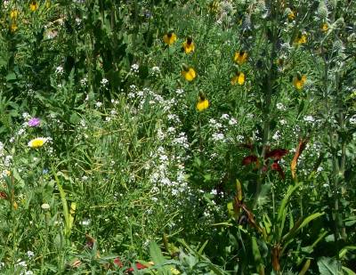 'Wild' FLowers