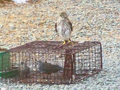 Cooper's Hawk and California Quail