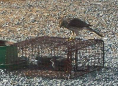 Cooper's Hawk and California Quail