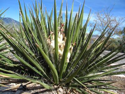 Yucca