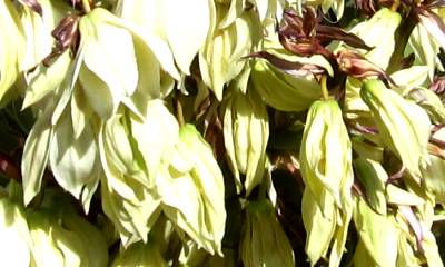 Yucca Flowers