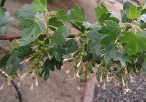 Elderberry Berries