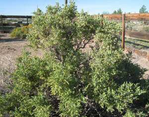 Native Shrub