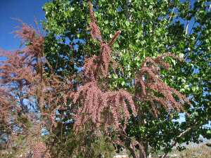 Tamarisk