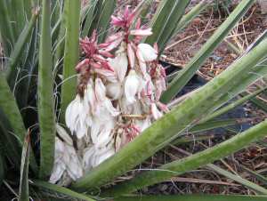 Yucca Blooms