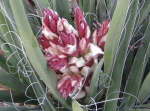 Yucca Blooms