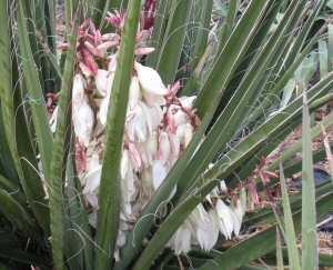 Yucca Blooms