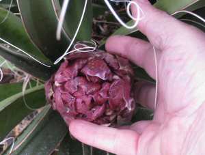 Yucca Blooms