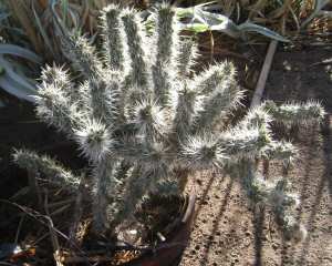 Cholla