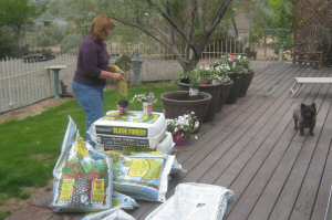 Planting out the Pots