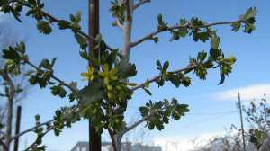 Blue Elderberry Blooms